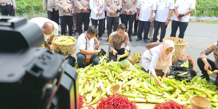 Polda Sumut Panen Jagung dan Cabai Merah Upaya Jaga Ketahanan Pangan