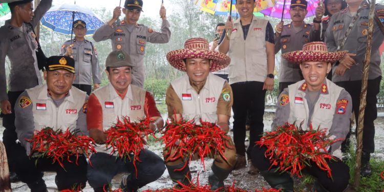 Kapolres Balangan, AKBP Riza Muttaqin, melakukan penanaman terong ungu dan panen cabai keriting bersama Bupati Balangan
