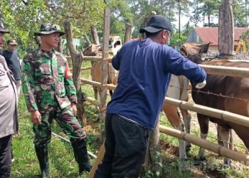 Bhabinkamtibmas Polsek Bengo Dampingi Vaksinasi Hewan Ternak Cegah PMK
