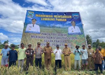Dukung Ketahanan Pangan! Kapolda Papua Barat Dorong Produksi Padi Lokal Papua Barat
