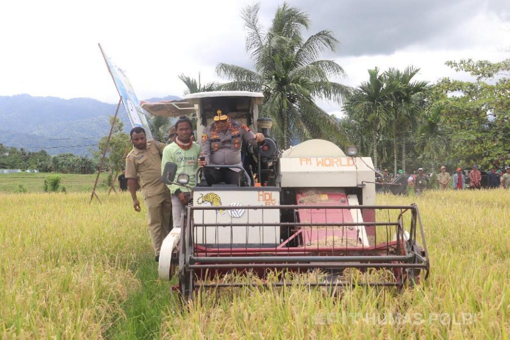 Kapolda Papua Barat Irjen Pol. Daniel Tahi Monang Silitonga,S.H.,M.A. ikut panen bersama petani dengan mengendarai alat panen padi
