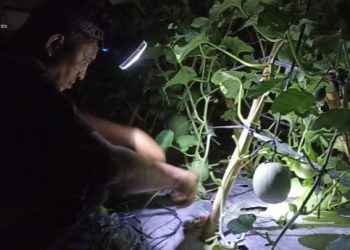 Sosok Aipda Samsul Bertani Melon Dengan Omzet Puluhan Juta