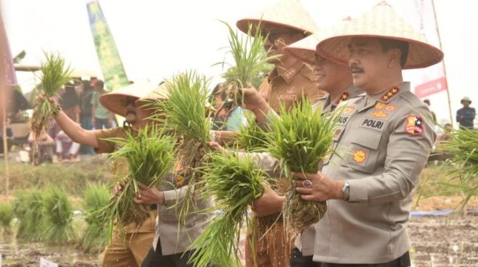 Wakapolri Tanam Padi