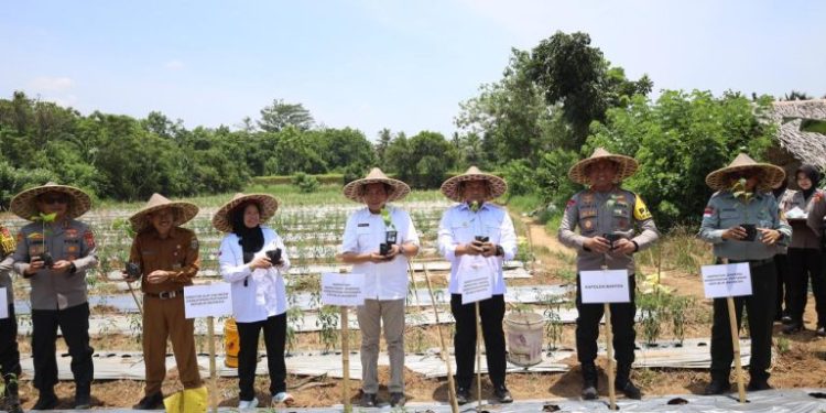 ketahanan pangan nasional Indonesia