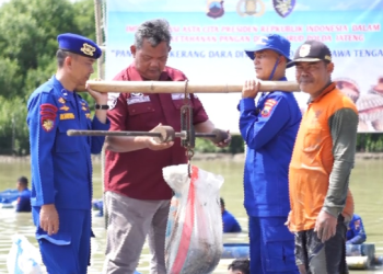 Panen raya Kerang Dara di Demak