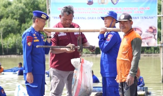 Panen raya Kerang Dara di Demak